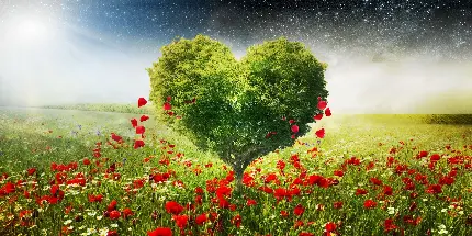 عکس زمینه درخت قلبی سبز در گلزار با آسمان پر ستاره