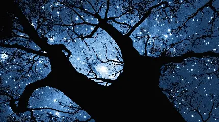 دانلود عکس زمینه درخت بزرگ زیبا و آسمان آبی پر ستاره