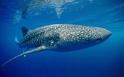 عکس واقعی و رایگان بلندترین حیوان دریایی به نام کوسه نهنگ یا وال نهنگ 
