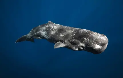 عکس نهنگ اسپرم دندان‌ بزرگ بزرگترین موجودات زنده دریایی 