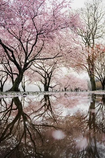 عکس زمینه جدید درختان بلند پر از شکوفه صورتی برای گوشی آیفون