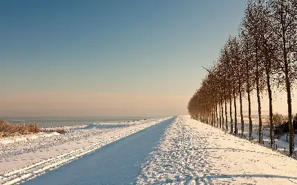 عکس زمینه درختان کاج رویایی کنار جاده سفید پوش زمستانی 