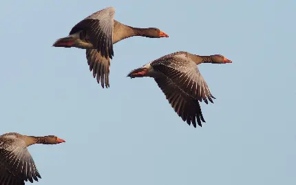 عکس استوک غازهای وحشی هنگام پرواز باشکوه در اوج