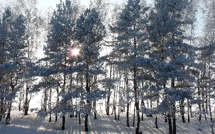 عکس استوک درختان در زمین برفی در فصل قشنگ زمستان فول اچ دی 