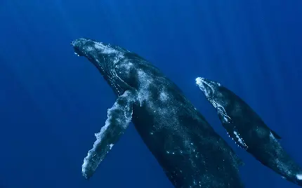 عکس نهنگ اسپرم سیاه در زیستگاه عمق‌های بیشتر دریا قطب شمال 