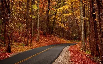 دانلود عکس جاده جنگلی زیبا با کیفیت بالا و رایگان