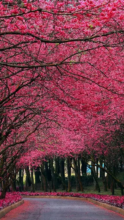 دانلود خاص ترین والپیپر درختان گل دار در کنار مسیر جاده