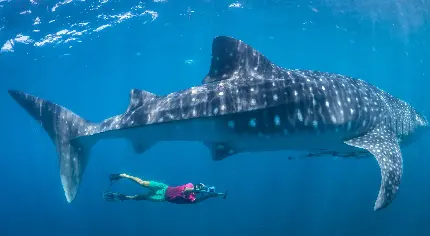 عکس کوسه نهنگ واقعی و با کیفیت برای کاور پاور پوینت 
