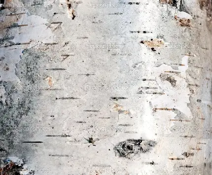 عکس پترن و تکسچر و بافت سه بعدی واقعی پوست تنه درخت سفید 
