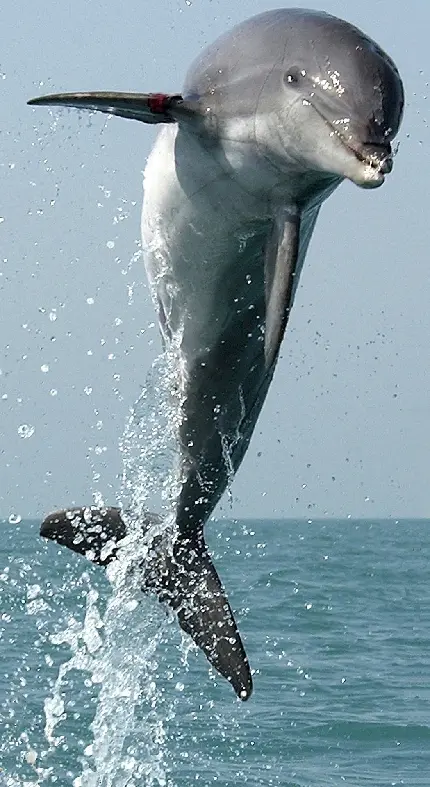 عکس زمینه اچ دی پرش بلند دلفین برای صفحه گوشی 