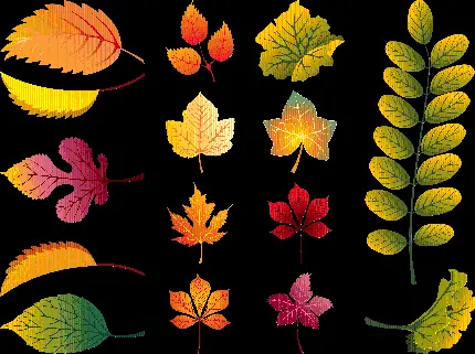 دانلود عکس پی ان جی png طرح انواع مختلف برگ های پاییزی 