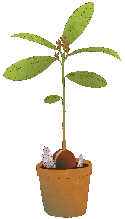تصویر گل و گیاه کاشته شده آواکادو در گلدان با کیفیت بالا 