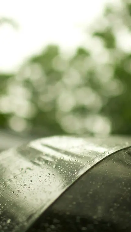 ساده ترین تصویر پروفایل طرح چتر در روز بارانی 