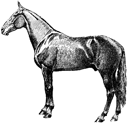 تصویر پی ان جی دور بریده شده و سیاه سفید اسب فانتزی بدون زمینه 