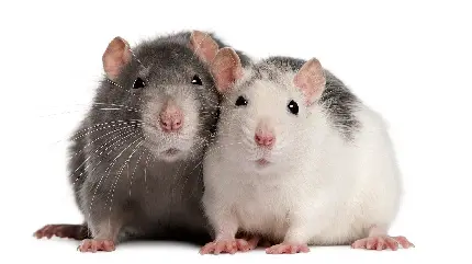 باحال ترین عکس استوک دو موش سفید و طوسی کیوت و بامزه 