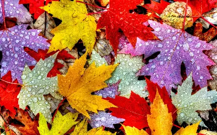 عکس زمینه برگ های رنگارنگ پاییزی برای چاپ تابلو 