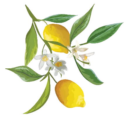 عکس png لیمو کارتونی با گل های سفید رنگ کوچک و زیبا