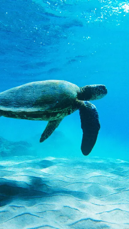 بک گراند لاک پشت دریایی بزرگ زیر آب با کیفیت خوب