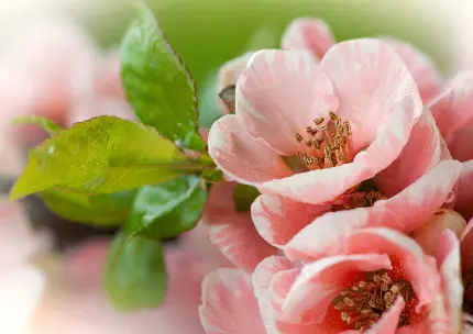 عکس استوک شکوفه های صورتی میوه درختی در فصل بهار