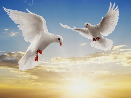 والپیپر کبوترهای سفید نماد صلح جهانی در زمینه آفتاب درخشان