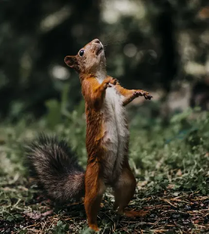بک گراند سنجاب قرمز در طبیعت و پوشش جنگلی 