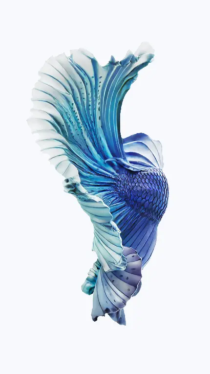 عکس ماهی با پولک و باله های آبی برای تصویر زمینه Iphone