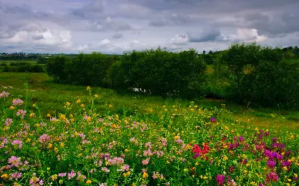 بکگراند از دشت پر گل مکانی زیبا در طبیعت مناسب عکاسی