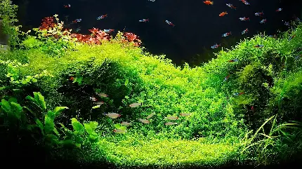 عکس ایده جدید آکواریوم با صدها ماهی کوچک در محیط نیمه تاریک