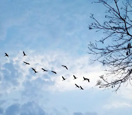 تصویر پرنده های باشکوه در آسمان ابری و گرفته 