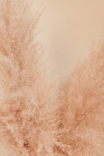 تصویر پس زمینه با کیفیت 4K از گیاه پرطرفدار پامپاس