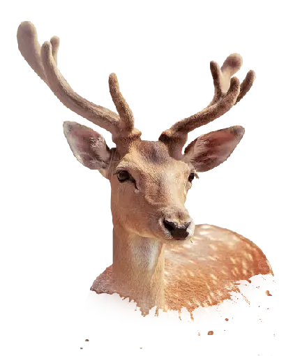 چاپ پوستر دانلود عکس PNG پی ان جی گوزن واقعی و وحشی دوربری شده و بدون زمینه رایگان 