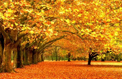 عکس زمین پوشیده از برگ های رنگارنگ پاییز در سطح‌ جنگل