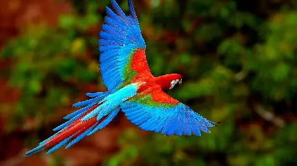 عکس استوک پرواز طوطی رنگارنگ برای پشت زمینه کامپیوتر 