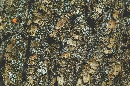 دانلود عکس استوک رایگان پوست درخت زیبا و خوشگل واقعی برای چاپ 