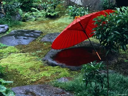 تصویری خیره کننده از چتر ژاپنی در طبیعت حاوی فرهنگ و تمدن ژاپن