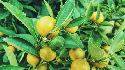 عکس زمینه لیمو شیرین برای علاقه مندان به میوه های پاییزی