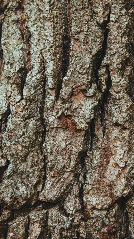 جالب ترین عکس پوست تنه درخت قدیمی شگفت انگیز 