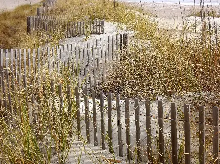 عکس تماشایی از چمن های روییده کنار ساحل