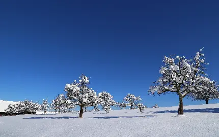 عکس درختان کاج سفید پوش در فصل برفی زمستان برای زمینه دسکتاپ