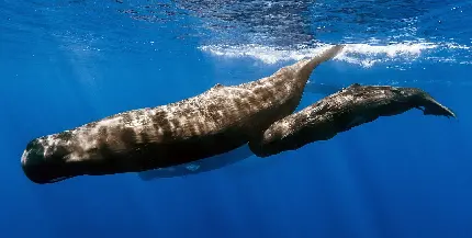 عکس نهنگ اسپرم سیاه مایل به قهوه‌ای در آب های اقیانوسی