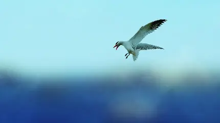 عکس استوک پرنده ای خوشگل و آزاد در طبیعت 