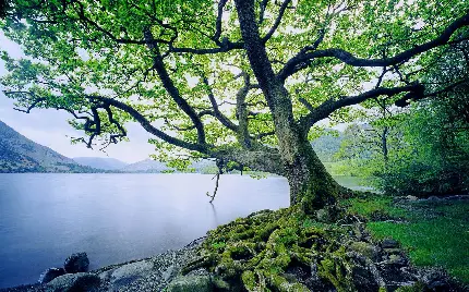 عکس درخت بلوط ریشه افکنده در سنگ های کنار دریاچه ای آرام