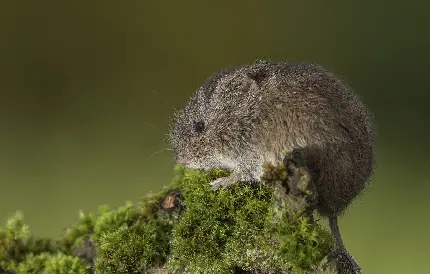 عکس زمینه جذاب موش خاکستری رنگ وحشی در طبیعت 