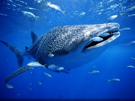 عکس کوسه نهنگ غول پیکر واقعی با بهترین کیفیت برای بکگراند 