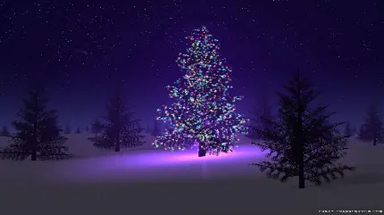 درختان کاج مناسب برای تزئین و چراغانی در شب کریسمس