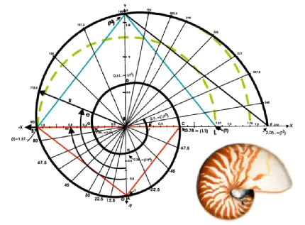 ریاضیات صدف دریایی |  نسبت طلایی ناتیلوس ترسیم هندسی