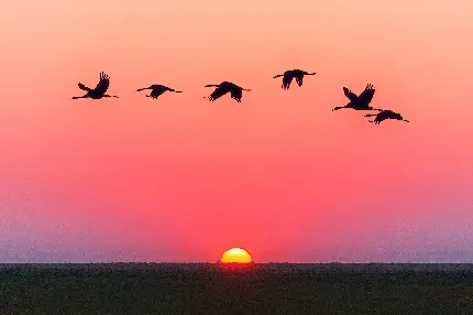 تصویر زمینه پرواز پرندگان وحشی در غروب زیبای آفتاب 