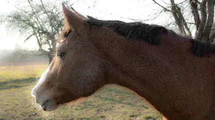 بکگراند عکاسی هنرهای زیبا از اسب خوشگل قهوه ای