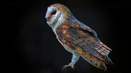 عکس استوک از ژست خاص جغد انبار یا جغد سفید Barn owl با کیفیت HD