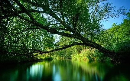 عکس زمینه درخت بید عبور کرده از روی رودخانه با کیفیت بالا